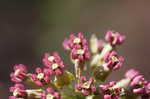 Clasping milkweed